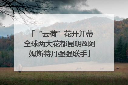 “云荷”花开并蒂 全球两大花都昆明&阿姆斯特丹强强联手