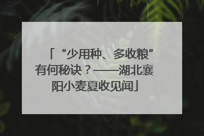 “少用种、多收粮”有何秘诀？——湖北襄阳小麦夏收见闻