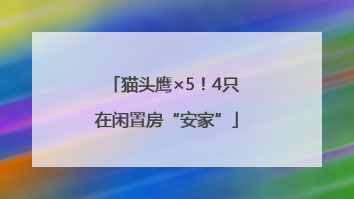 猫头鹰×5！4只在闲置房“安家”