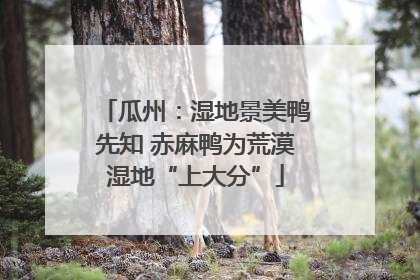瓜州：湿地景美鸭先知 赤麻鸭为荒漠湿地“上大分”