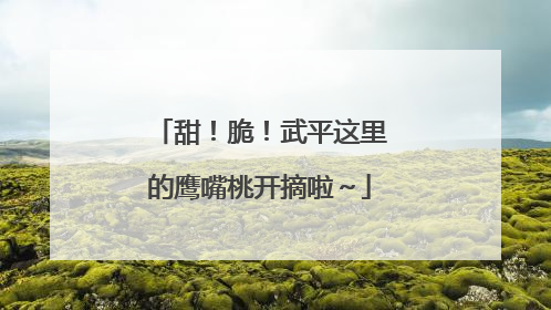 甜！脆！武平这里的鹰嘴桃开摘啦～
