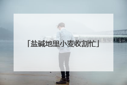 盐碱地里小麦收割忙