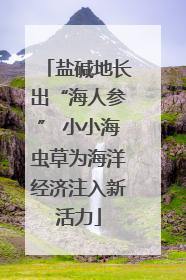 盐碱地长出“海人参” 小小海虫草为海洋经济注入新活力