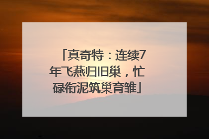 真奇特：连续7年飞燕归旧巢，忙碌衔泥筑巢育雏