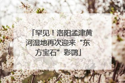 罕见！洛阳孟津黄河湿地再次迎来“东方宝石”彩鹮