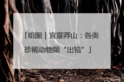 组图｜宜章莽山：各类珍稀动物频“出镜”