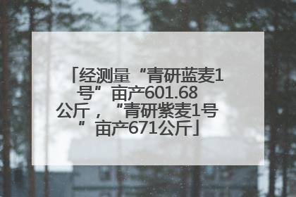 经测量“青研蓝麦1号”亩产601.68公斤，“青研紫麦1号”亩产671公斤