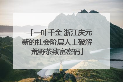 一叶千金 浙江庆元新的社会阶层人士破解荒野茶致富密码