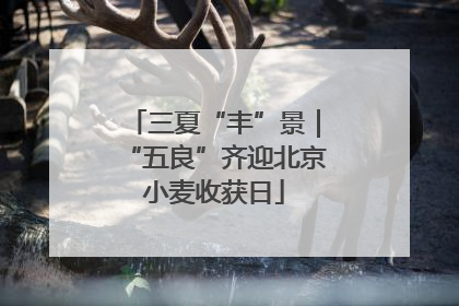 三夏“丰”景｜“五良”齐迎北京小麦收获日
