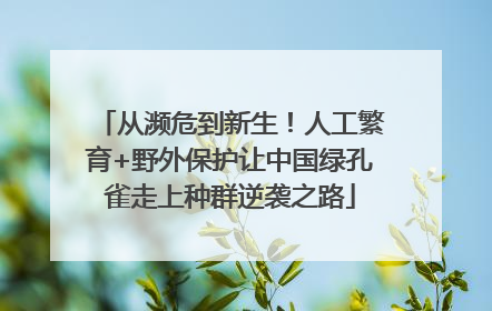 从濒危到新生！人工繁育+野外保护让中国绿孔雀走上种群逆袭之路