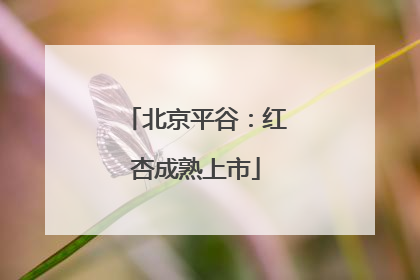 北京平谷：红杏成熟上市
