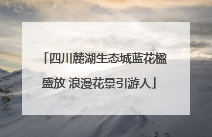 四川麓湖生态城蓝花楹盛放 浪漫花景引游人