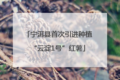 宁洱县首次引进种植“云淀1号”红薯