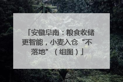 安徽阜南：粮食收储更智能，小麦入仓“不落地”（组图）