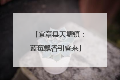 宜章县天塘镇：蓝莓飘香引客来