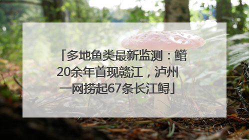 多地鱼类最新监测：鳤20余年首现赣江，泸州一网捞起67条长江鲟