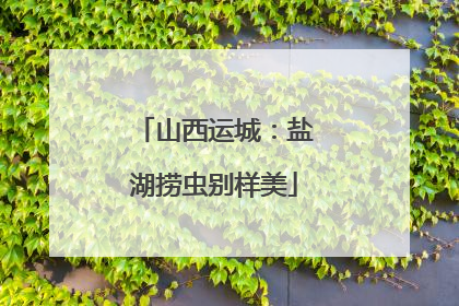山西运城：盐湖捞虫别样美