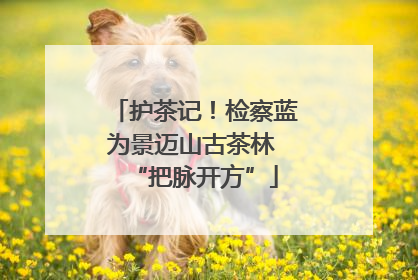 护茶记！检察蓝为景迈山古茶林 “把脉开方”