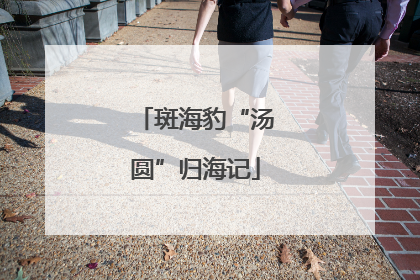 斑海豹“汤圆”归海记