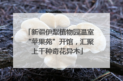 新疆伊犁植物园温室“苹果苑”开馆，汇聚上千种奇花异木