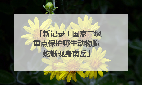 新记录！国家二级重点保护野生动物脆蛇蜥现身南岳