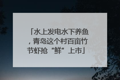 水上发电水下养鱼，青岛这个村百亩竹节虾抢“鲜”上市
