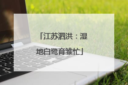 江苏泗洪：湿地白鹭育雏忙