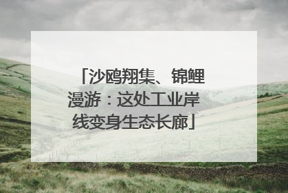 沙鸥翔集、锦鲤漫游：这处工业岸线变身生态长廊
