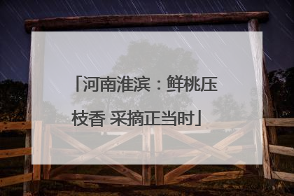 河南淮滨：鲜桃压枝香 采摘正当时