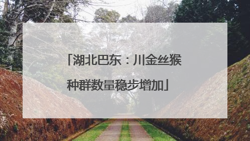湖北巴东：川金丝猴种群数量稳步增加