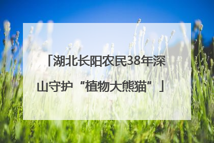 湖北长阳农民38年深山守护“植物大熊猫”