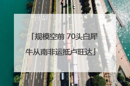 规模空前 70头白犀牛从南非运抵卢旺达