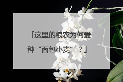 这里的粮农为何爱种“面包小麦”？