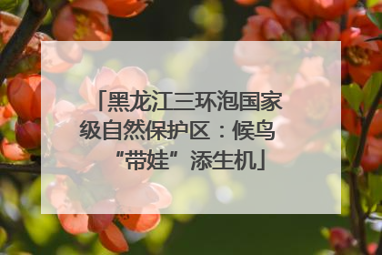 黑龙江三环泡国家级自然保护区：候鸟“带娃”添生机