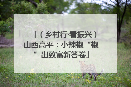 （乡村行·看振兴）山西高平：小辣椒“椒”出致富新答卷