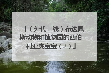 （外代二线）布达佩斯动物和植物园的西伯利亚虎宝宝（2）