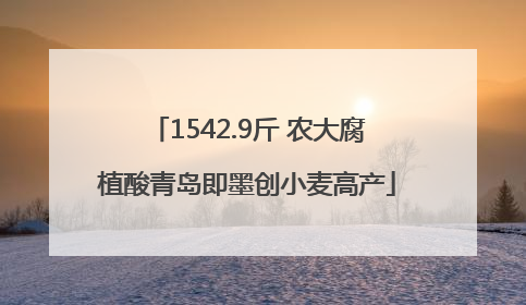 1542.9斤 农大腐植酸青岛即墨创小麦高产